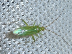 Blepharidopterus angulatus